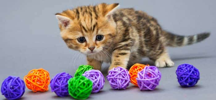 pet supply - cat products